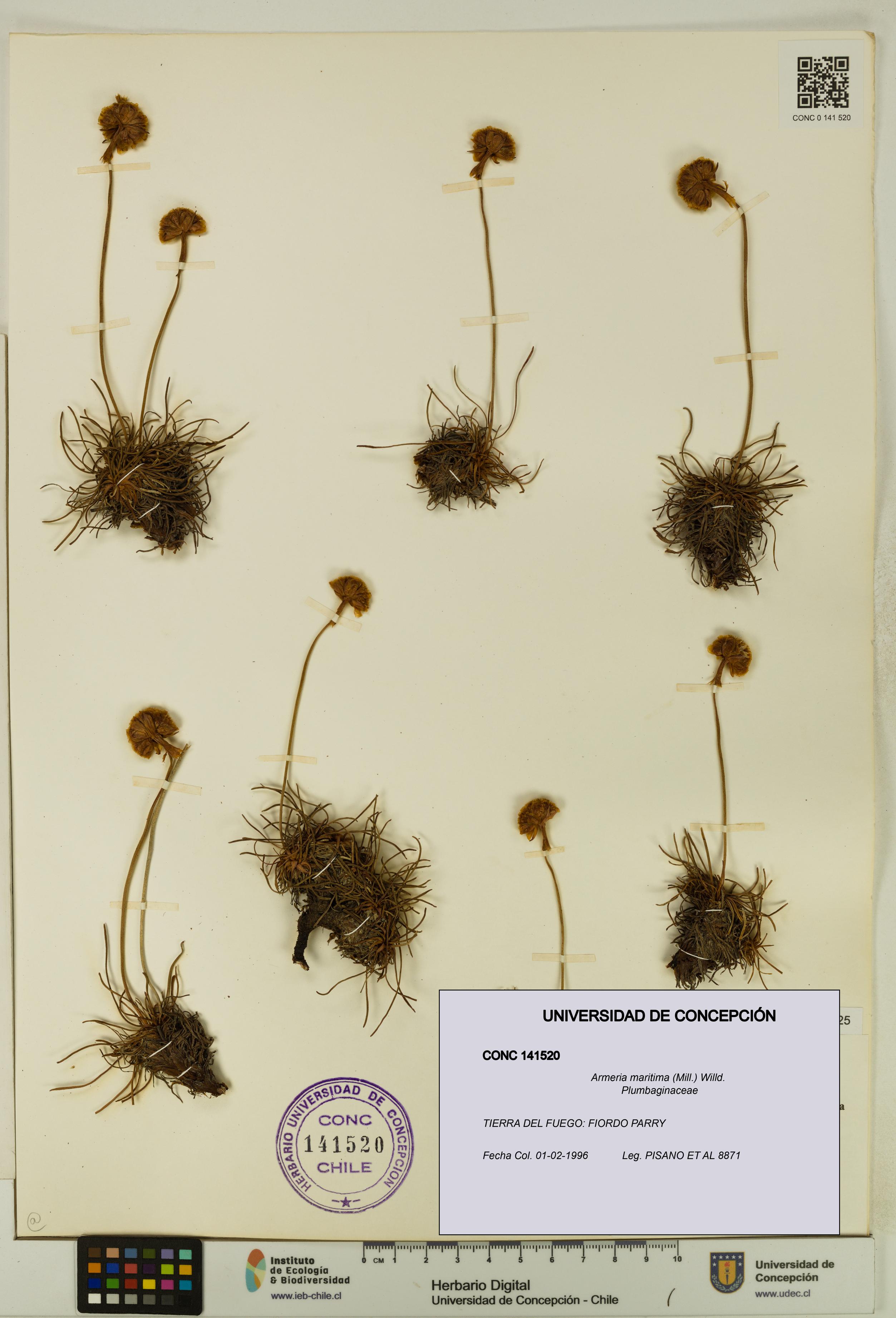 Armeria maritima [Espécimen: UDEC:CONC:0141520]