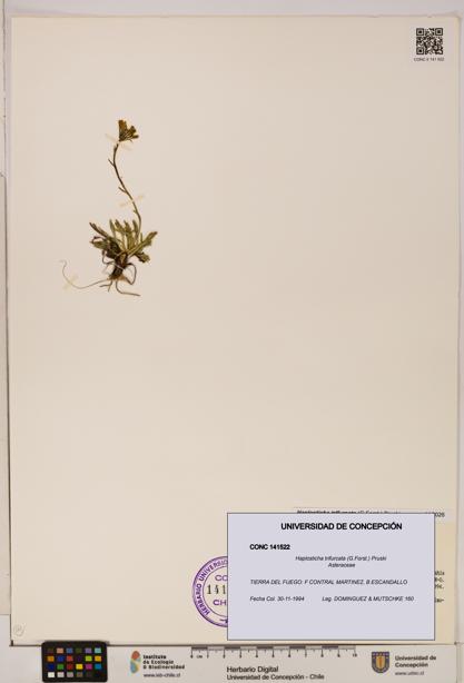 Haplosticha trifurcata [Espécimen: UDEC:CONC:0141522]