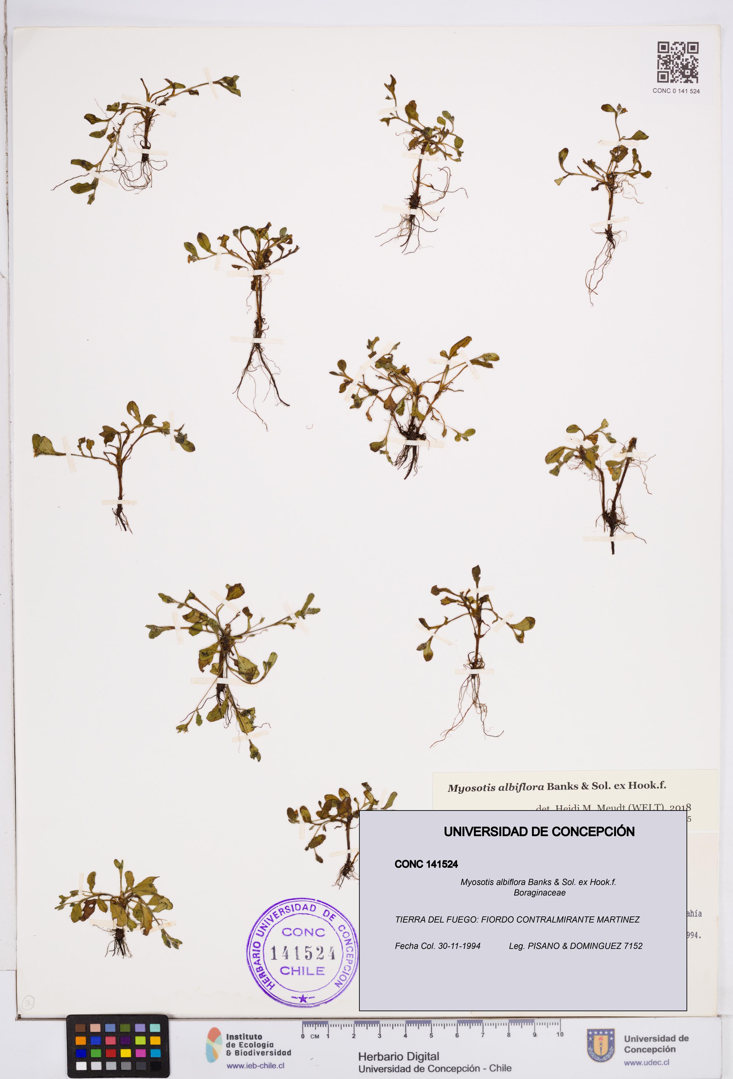 Myosotis albiflora [Espécimen: ]