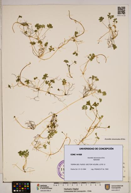 Azorella ranunculus [Espécimen: ]