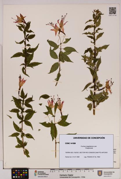 Fuchsia magellanica [Espécimen: UDEC:CONC:0141526]
