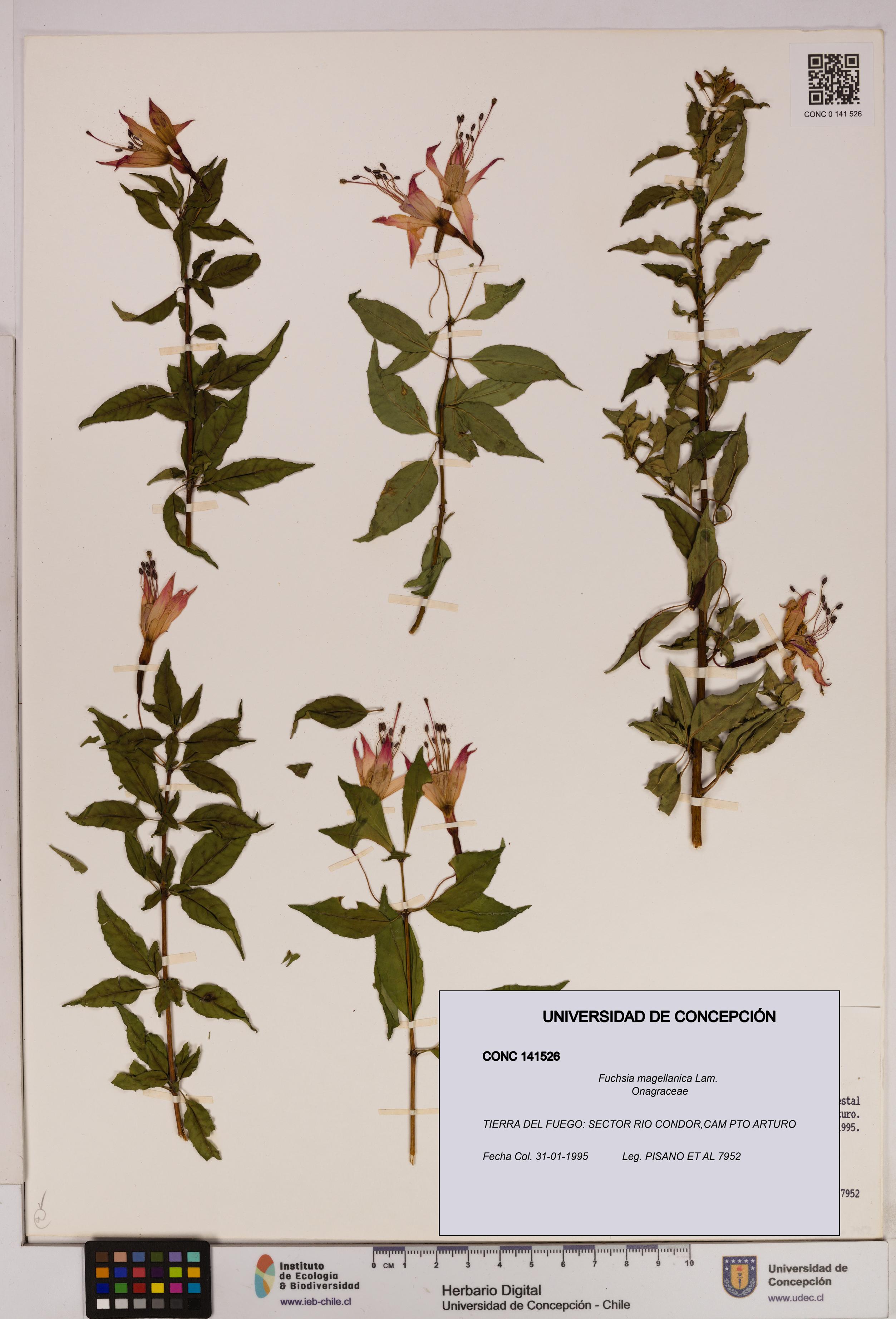 Fuchsia magellanica [Espécimen: UDEC:CONC:0141526]