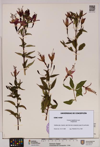 Fuchsia magellanica [Espécimen: UDEC:CONC:0141527]