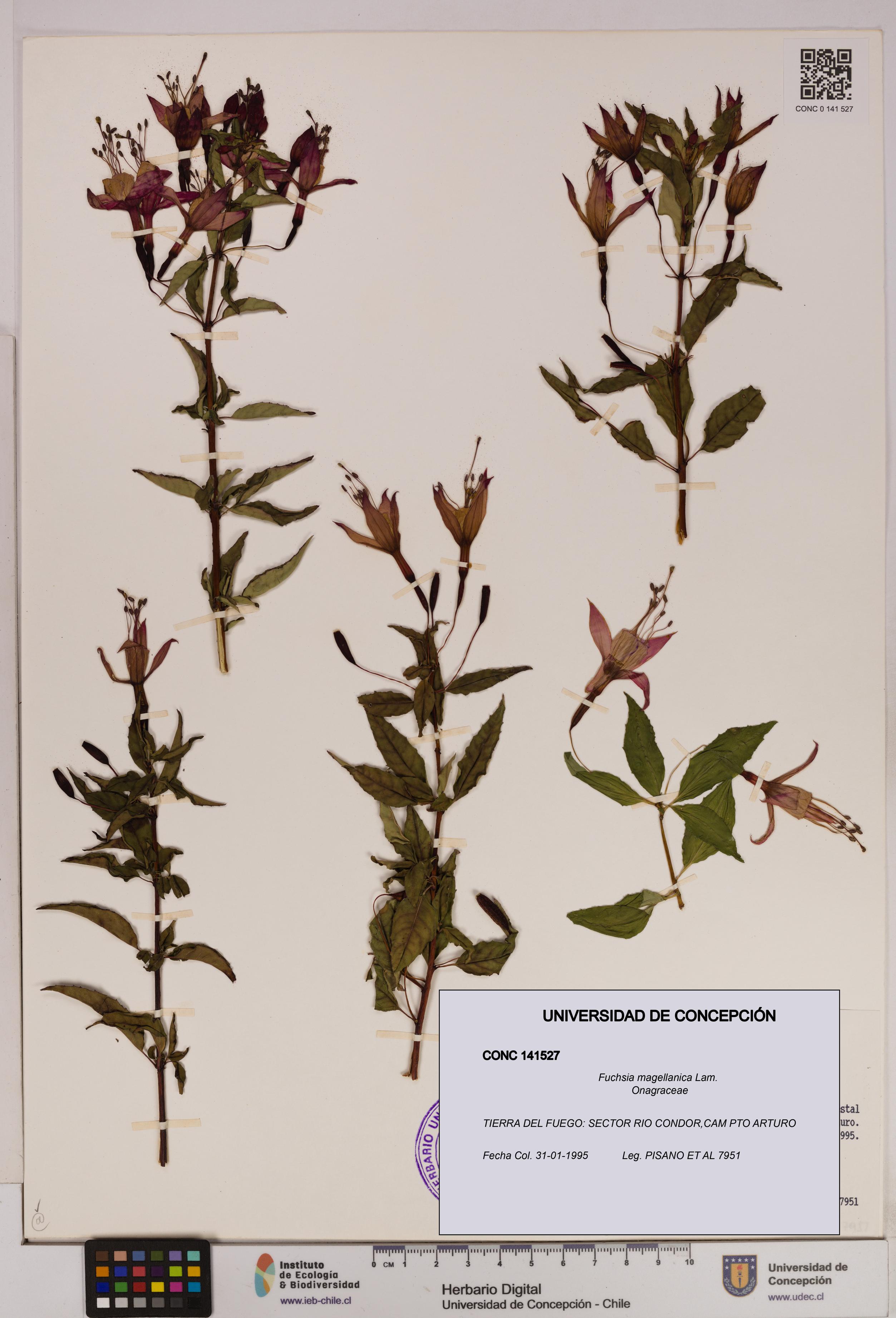 Fuchsia magellanica [Espécimen: UDEC:CONC:0141527]