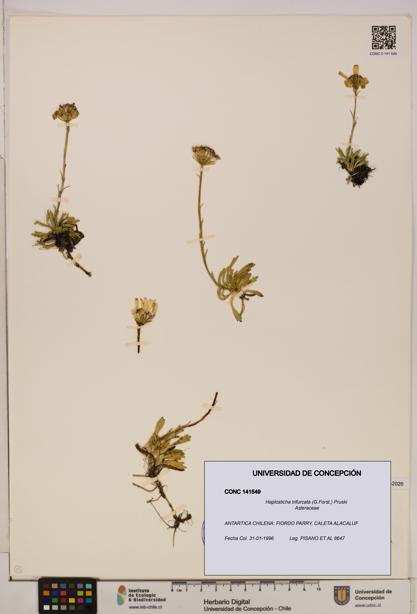Haplosticha trifurcata [Espécimen: UDEC:CONC:0141549]