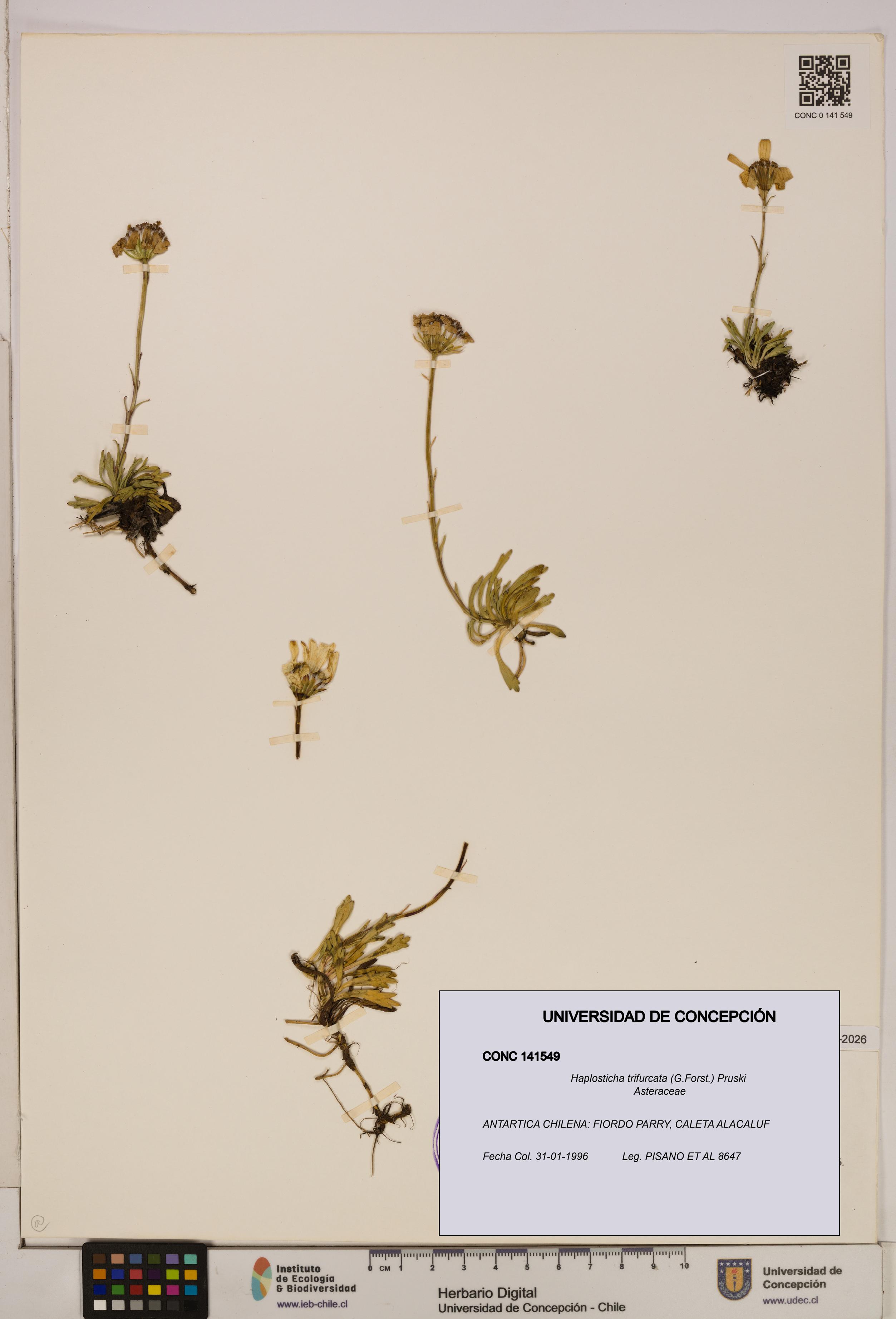 Haplosticha trifurcata [Espécimen: UDEC:CONC:0141549]