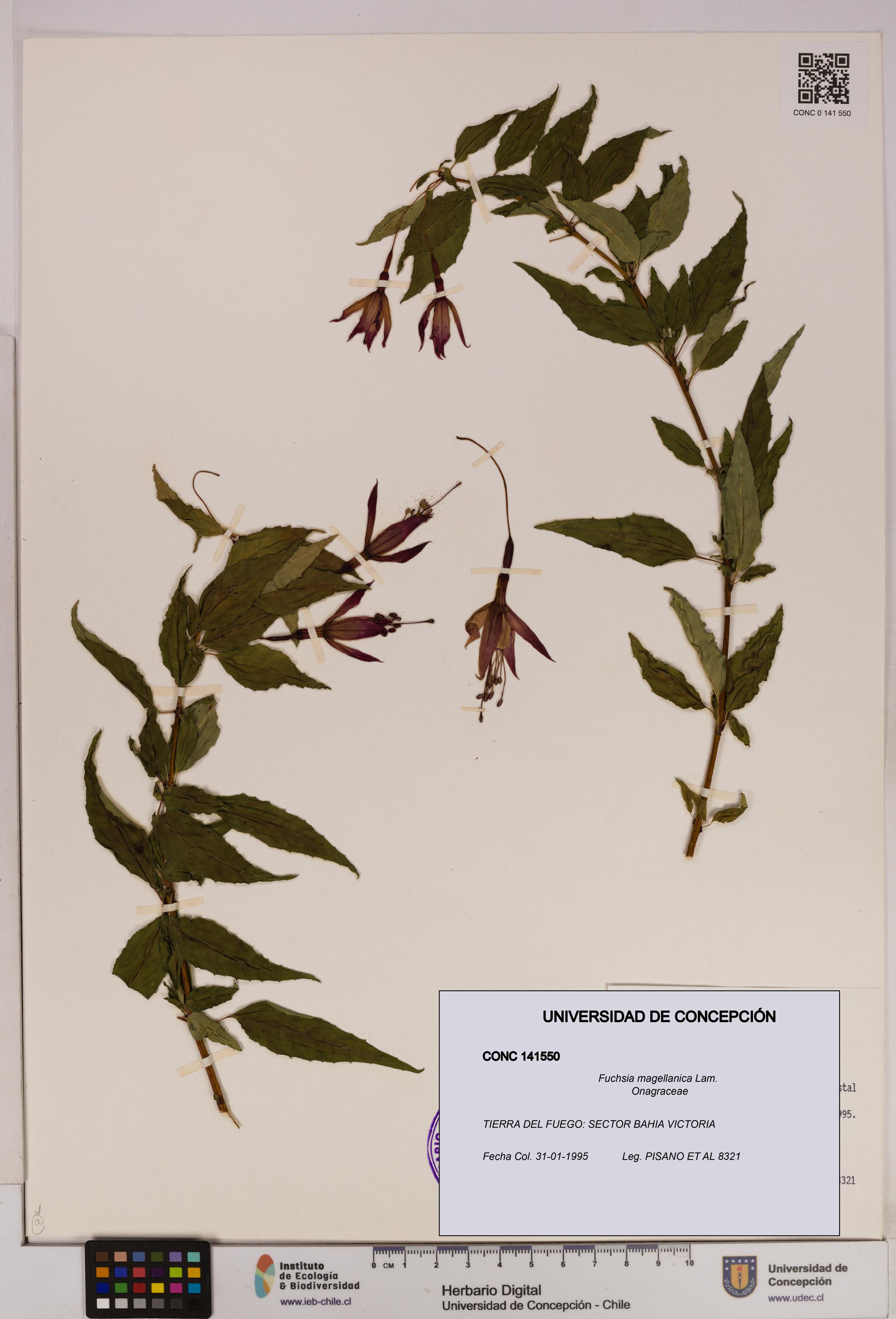 Fuchsia magellanica [Espécimen: UDEC:CONC:0141550]
