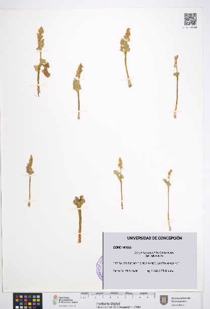 Botrychium dusenii [Espécimen: UDEC:CONC:0141553]