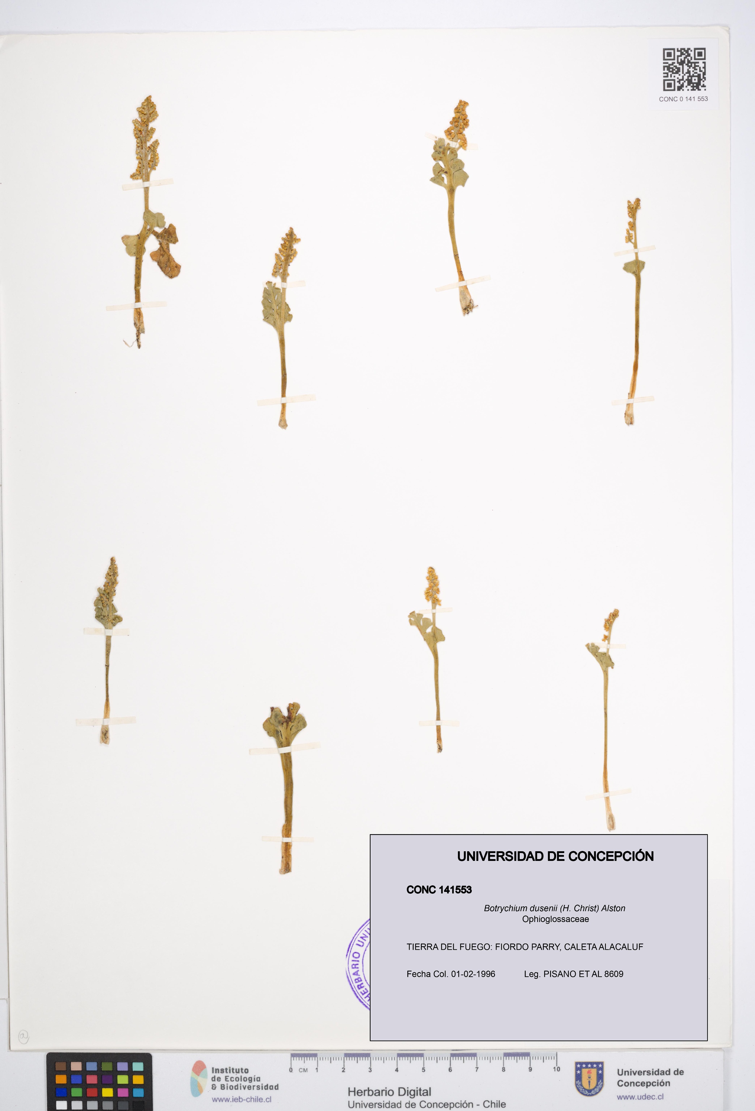 Botrychium dusenii [Espécimen: UDEC:CONC:0141553]