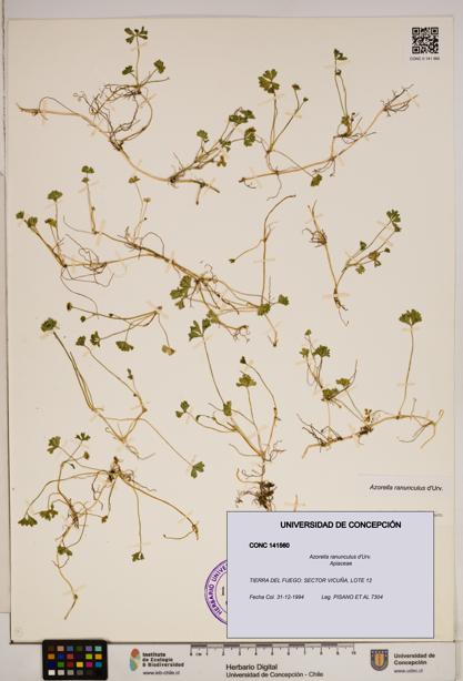 Azorella ranunculus [Espécimen: ]