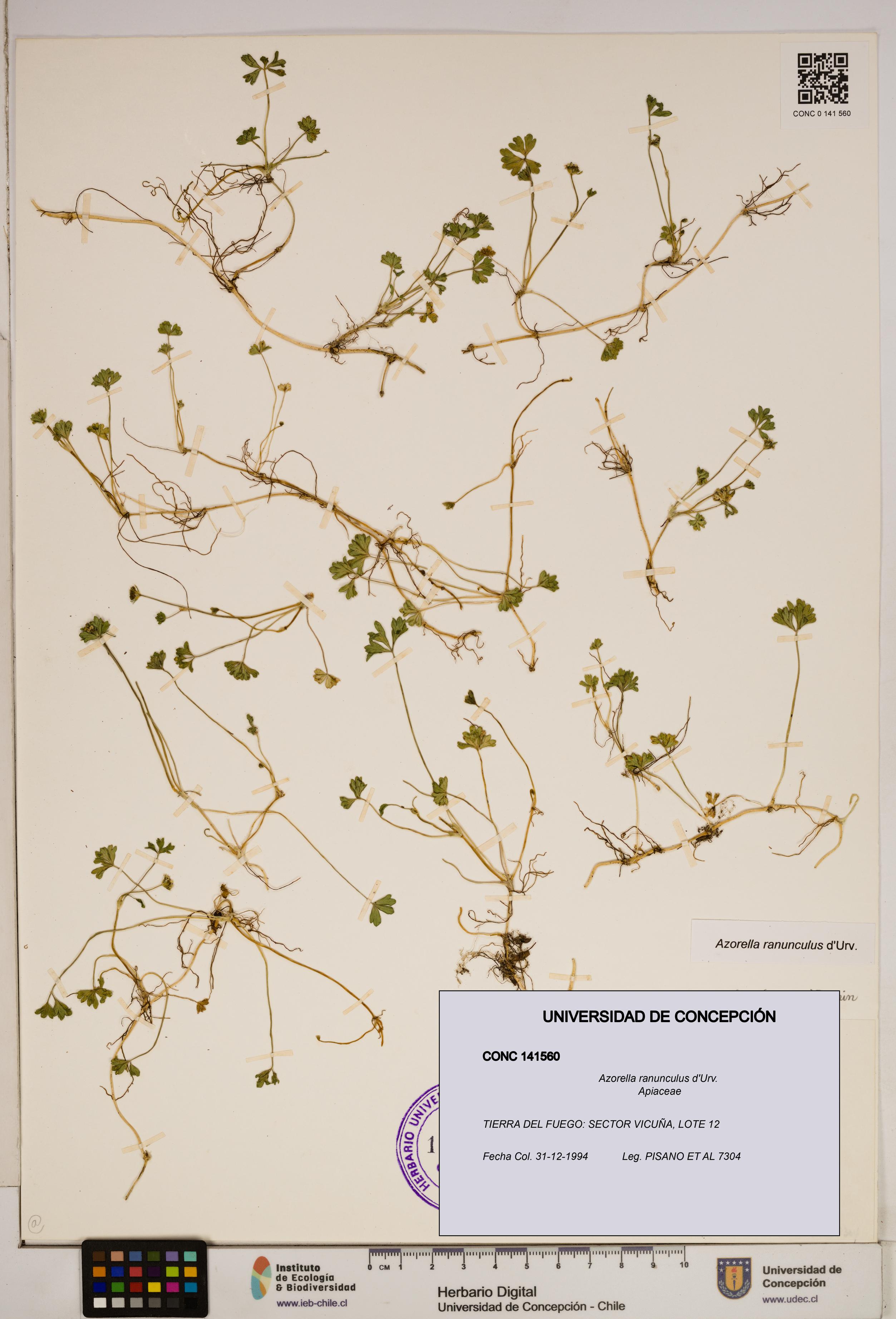 Azorella ranunculus [Espécimen: ]