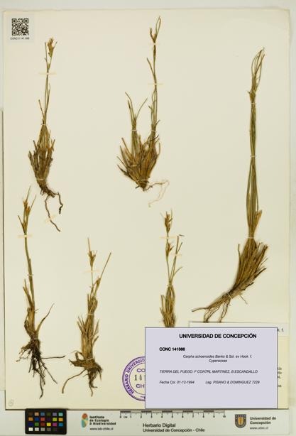Carpha schoenoides [Espécimen: UDEC:CONC:0141566]