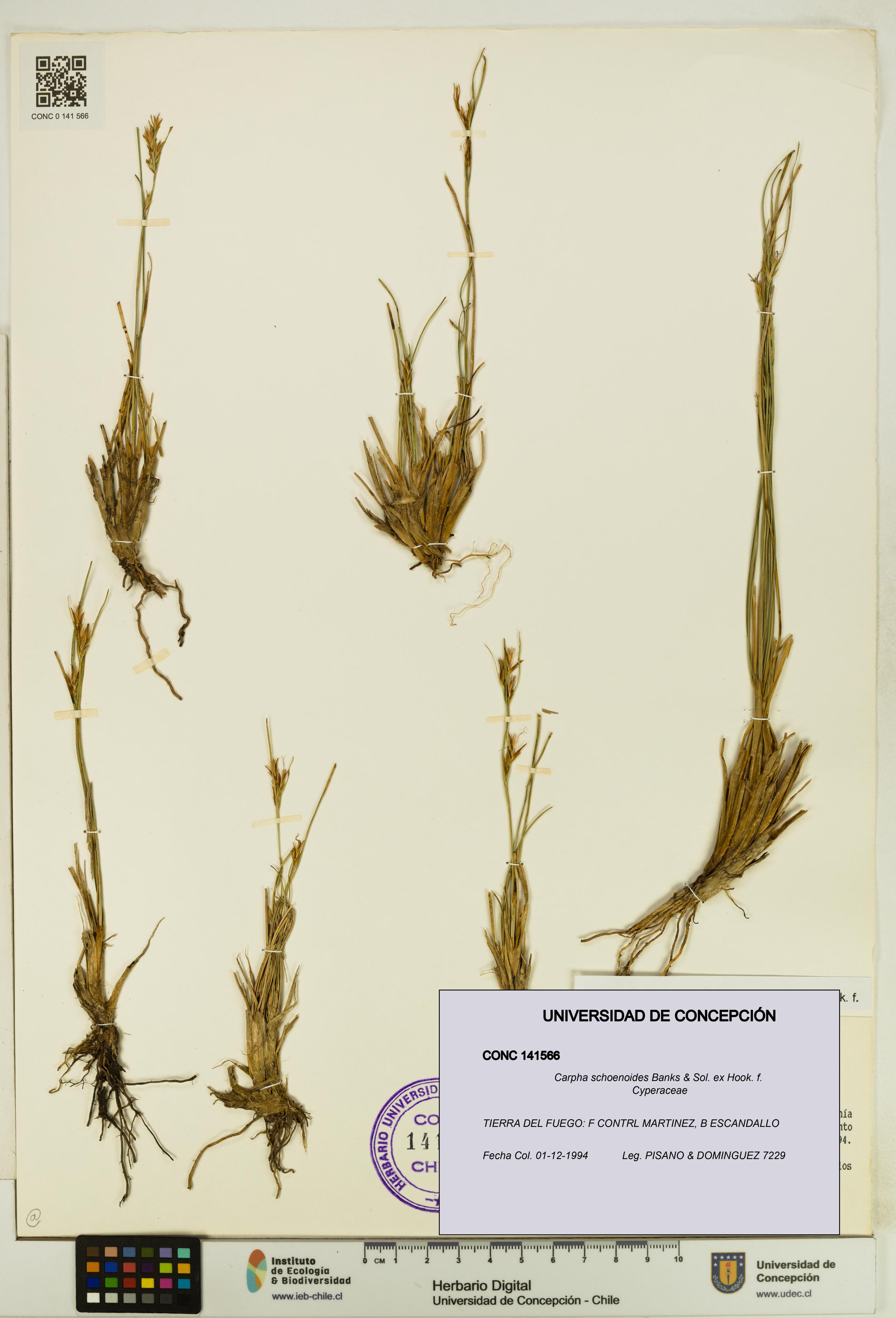 Carpha schoenoides [Espécimen: UDEC:CONC:0141566]