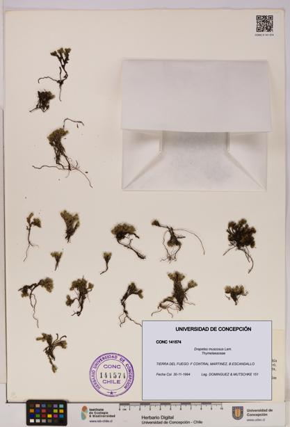 Drapetes muscosus [Espécimen: UDEC:CONC:0141574]