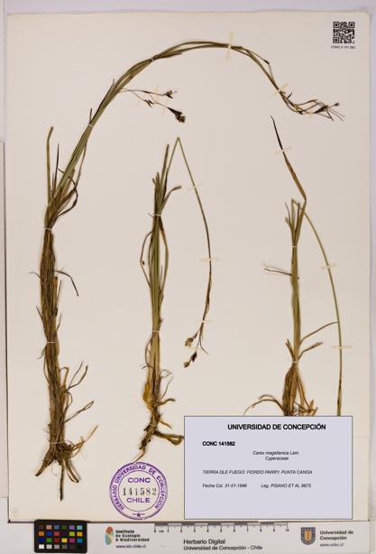 Carex magellanica [Espécimen: UDEC:CONC:0141582]