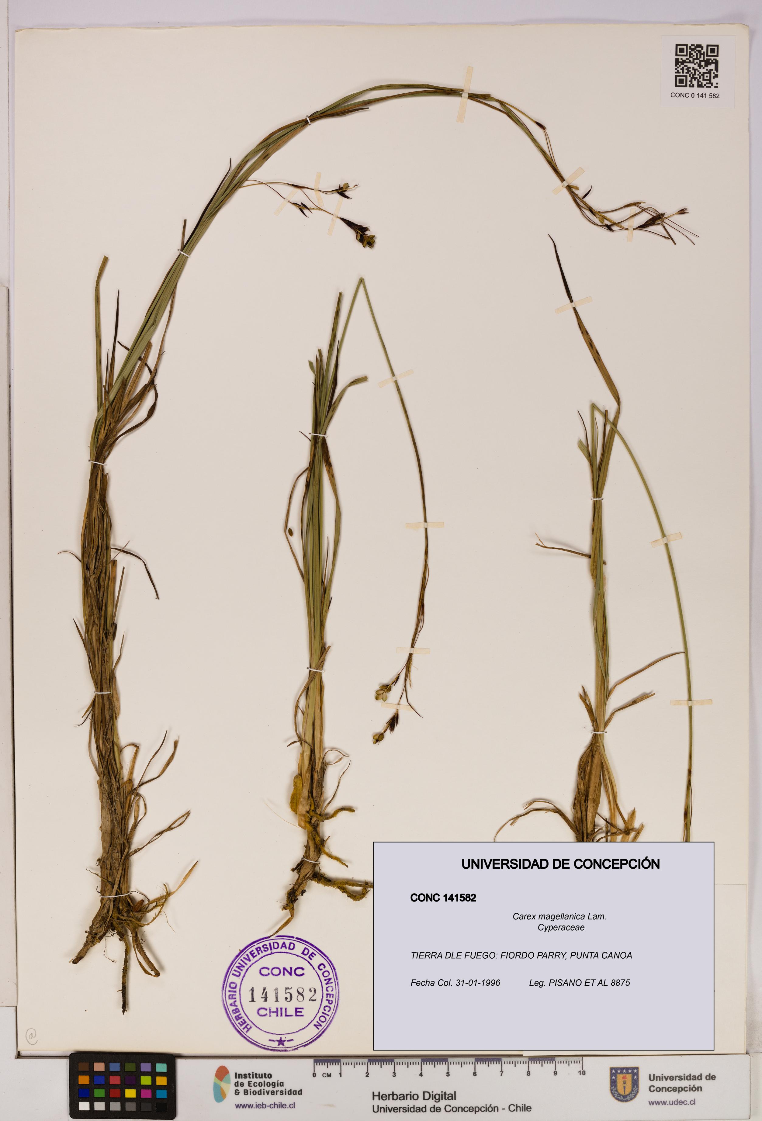 Carex magellanica [Espécimen: UDEC:CONC:0141582]