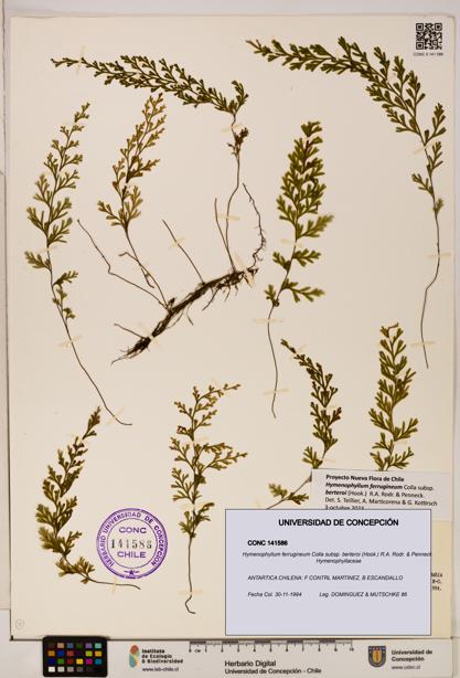 Hymenophyllum ferrugineum [Espécimen: UDEC:CONC:0141586]