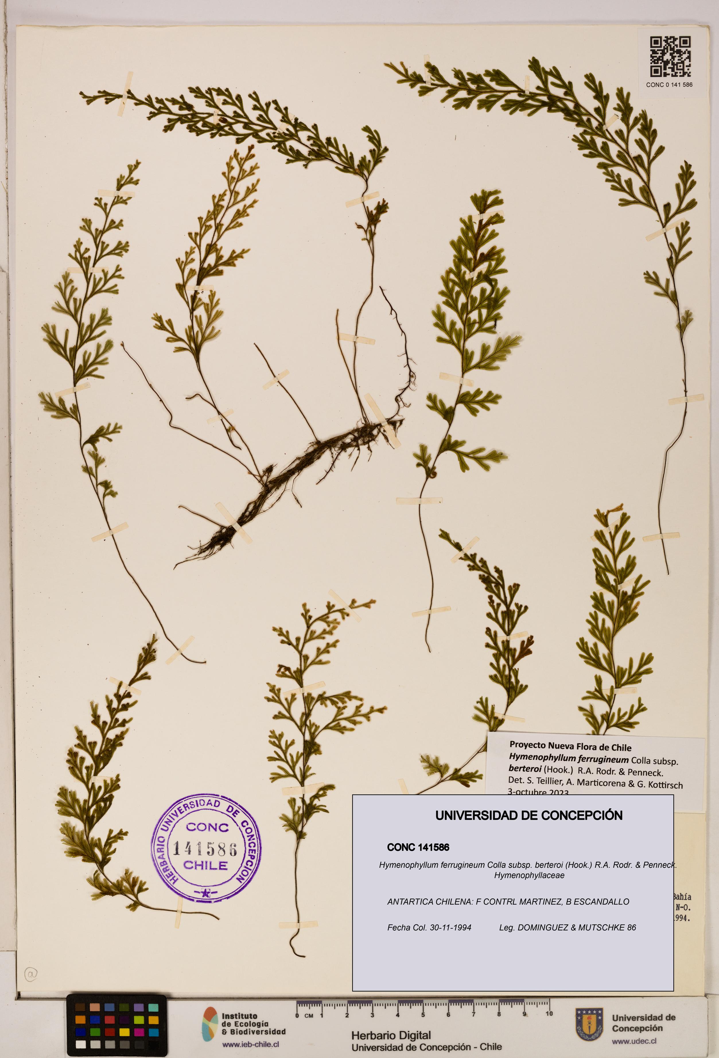 Hymenophyllum ferrugineum [Espécimen: UDEC:CONC:0141586]
