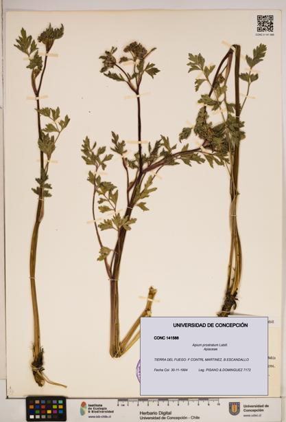 Apium prostratum [Espécimen: ]