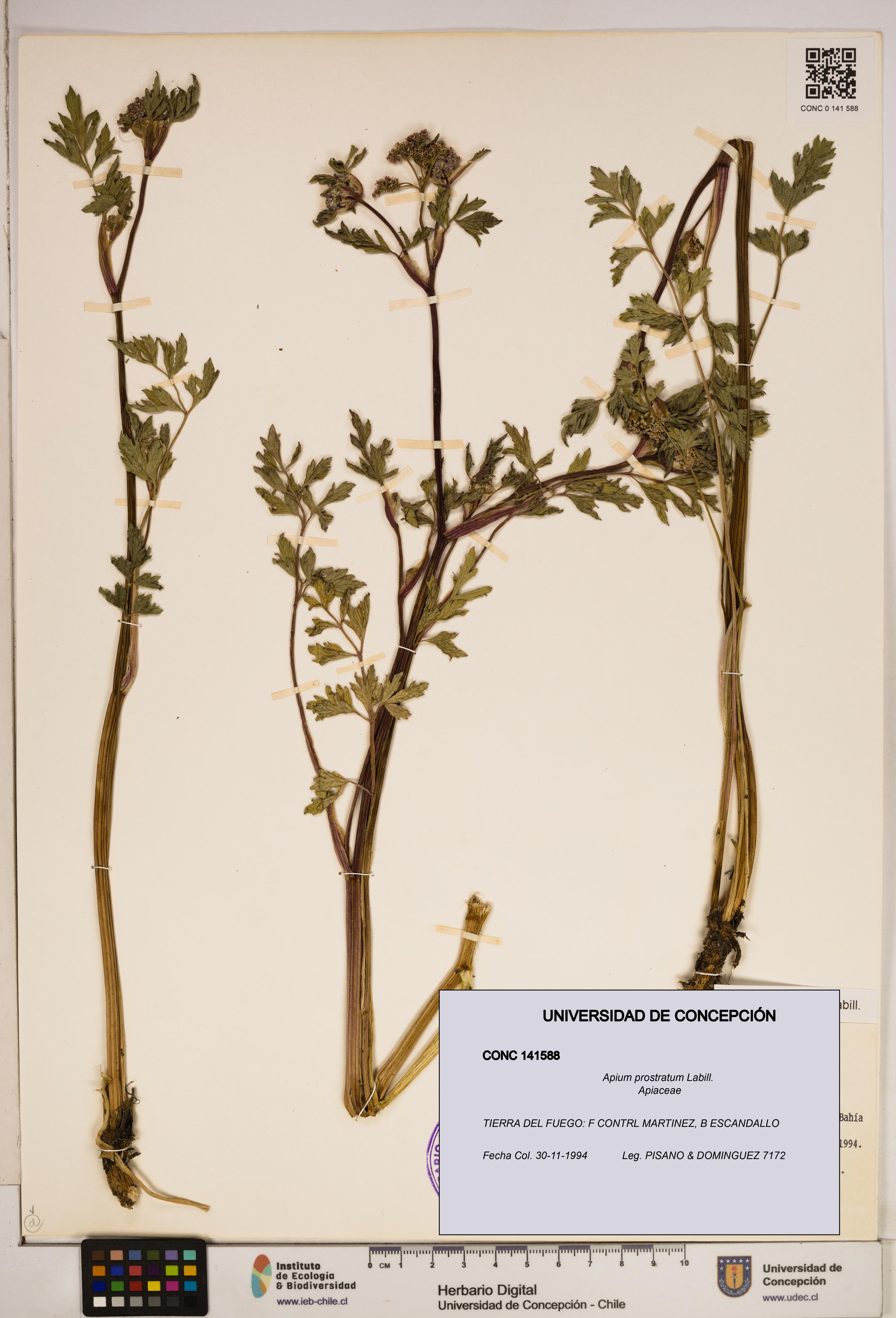 Apium prostratum [Espécimen: ]