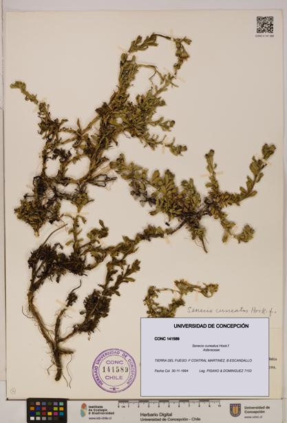 Senecio cuneatus [Espécimen: UDEC:CONC:0141589]