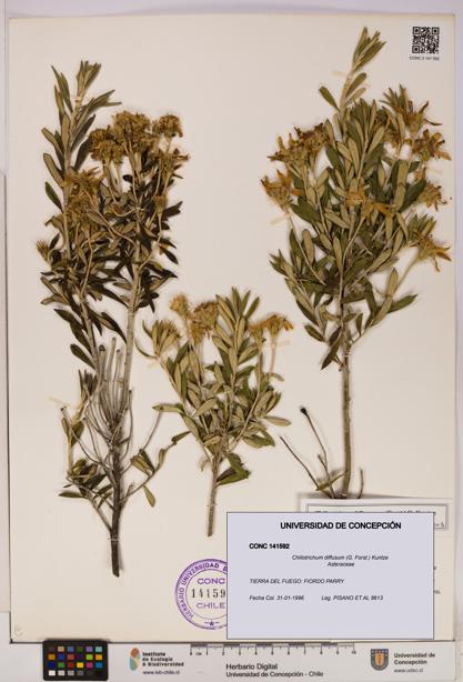 Chiliotrichum diffusum [Espécimen: UDEC:CONC:0141592]