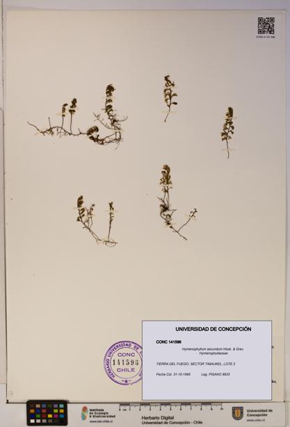 Hymenophyllum secundum [Espécimen: ]