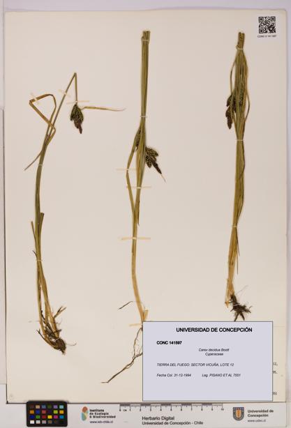 Carex decidua [Espécimen: UDEC:CONC:0141597]