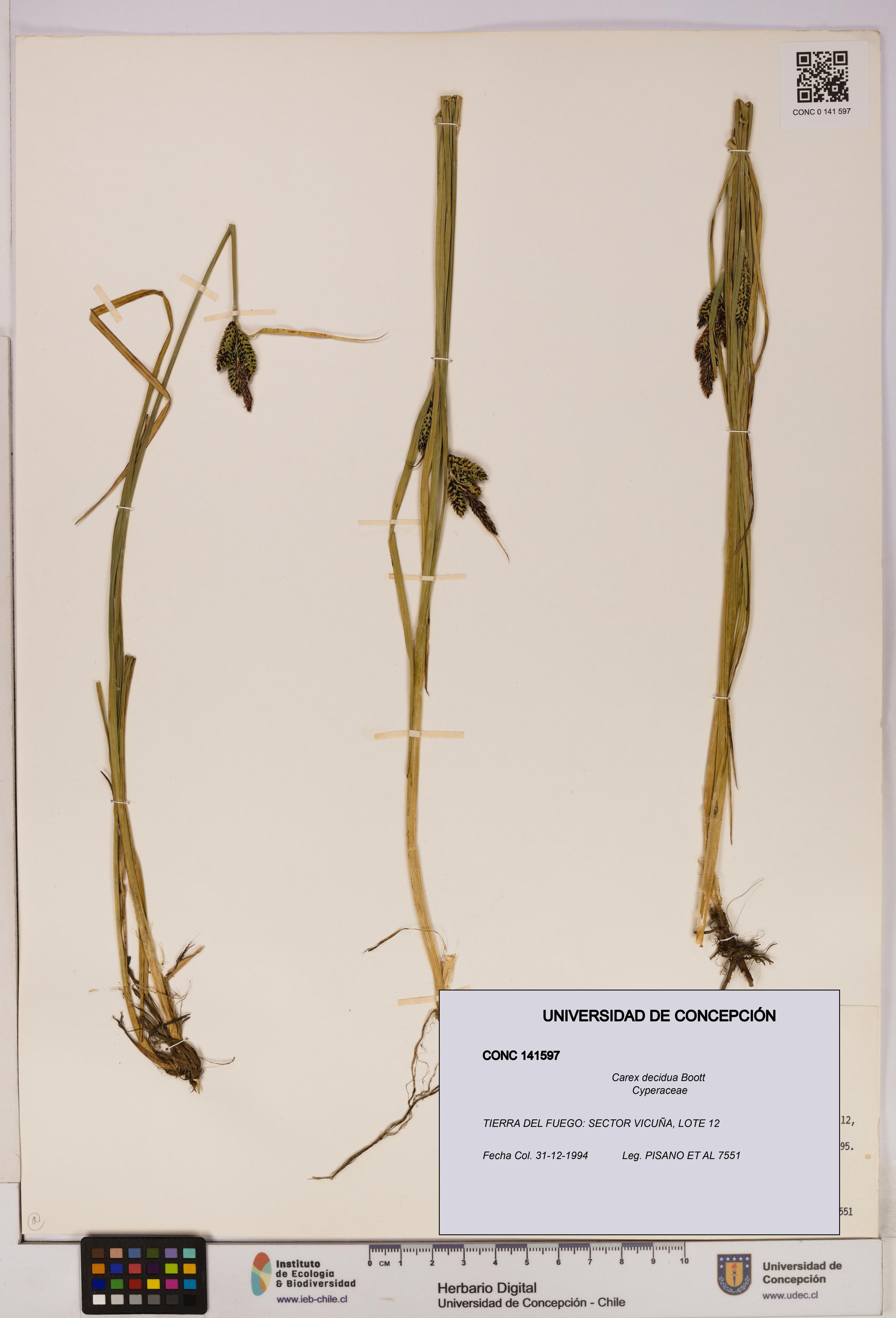 Carex decidua [Espécimen: UDEC:CONC:0141597]