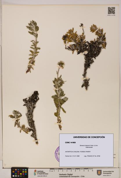 Senecio darwinii [Espécimen: UDEC:CONC:0141603]