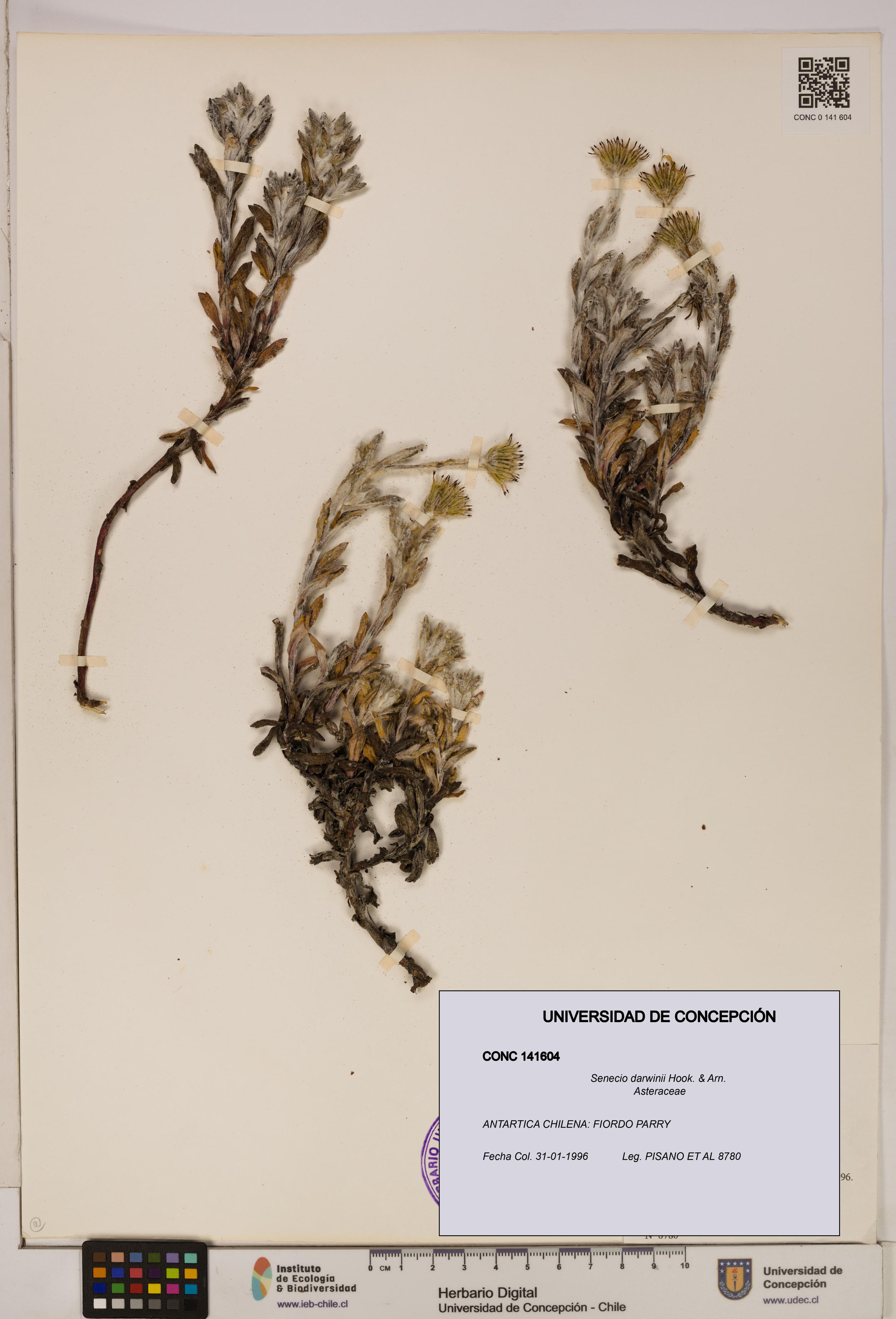 Senecio darwinii [Espécimen: UDEC:CONC:0141604]
