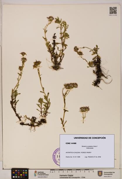 Senecio cuneatus [Espécimen: UDEC:CONC:0141605]