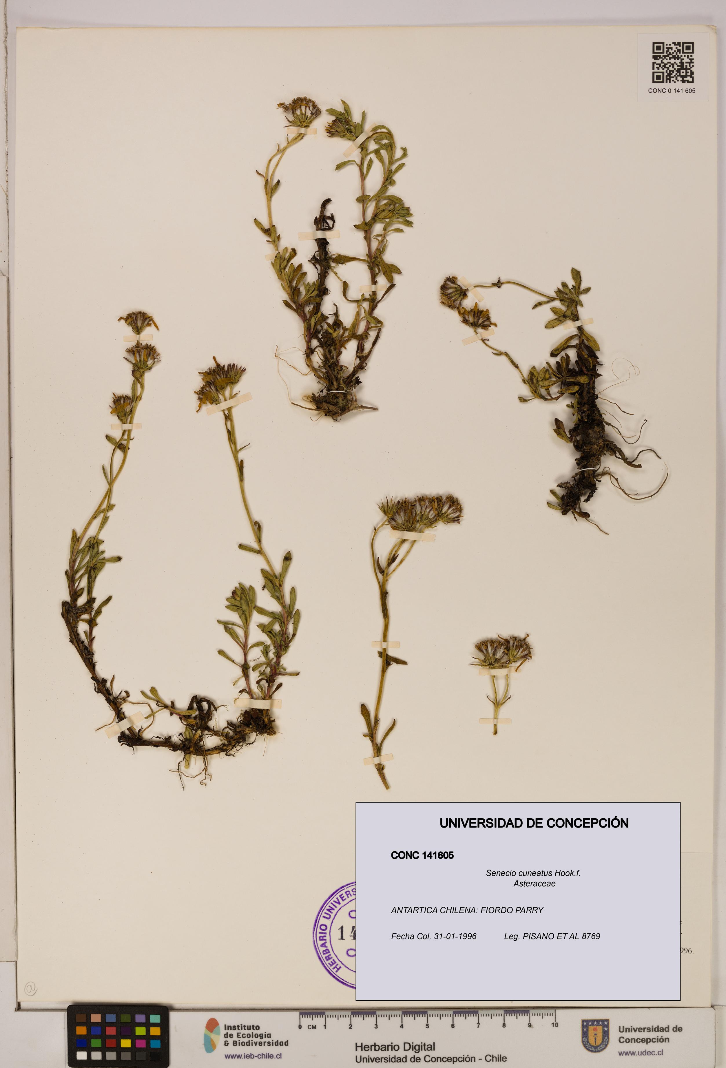 Senecio cuneatus [Espécimen: UDEC:CONC:0141605]