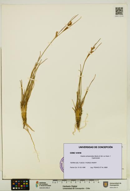 Carpha schoenoides [Espécimen: UDEC:CONC:0141618]