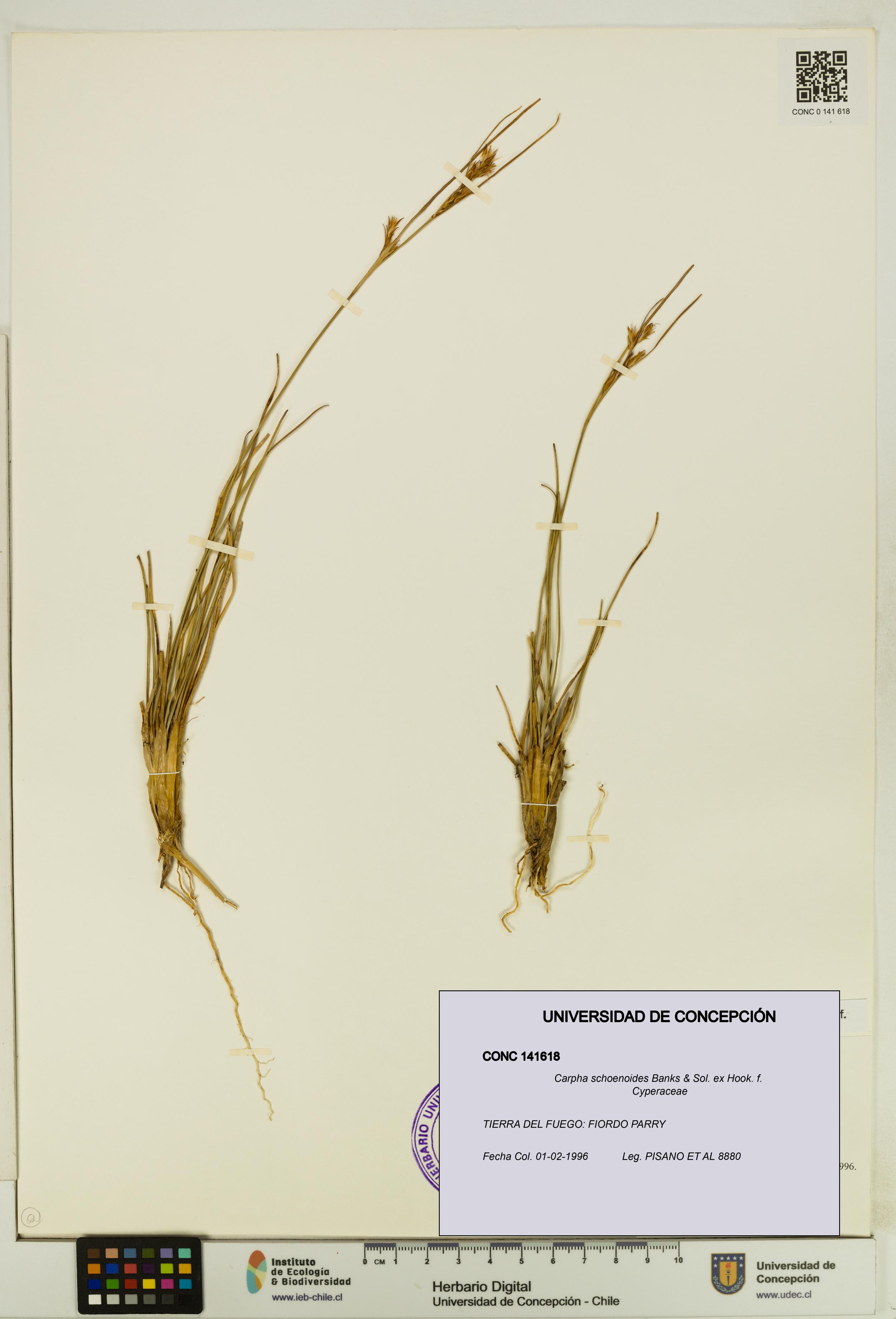 Carpha schoenoides [Espécimen: UDEC:CONC:0141618]