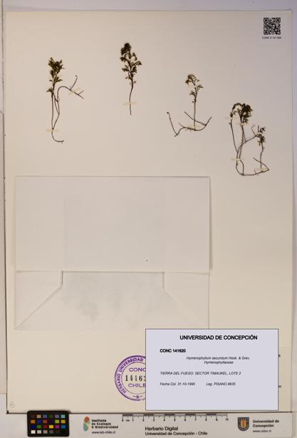 Hymenophyllum secundum [Espécimen: ]