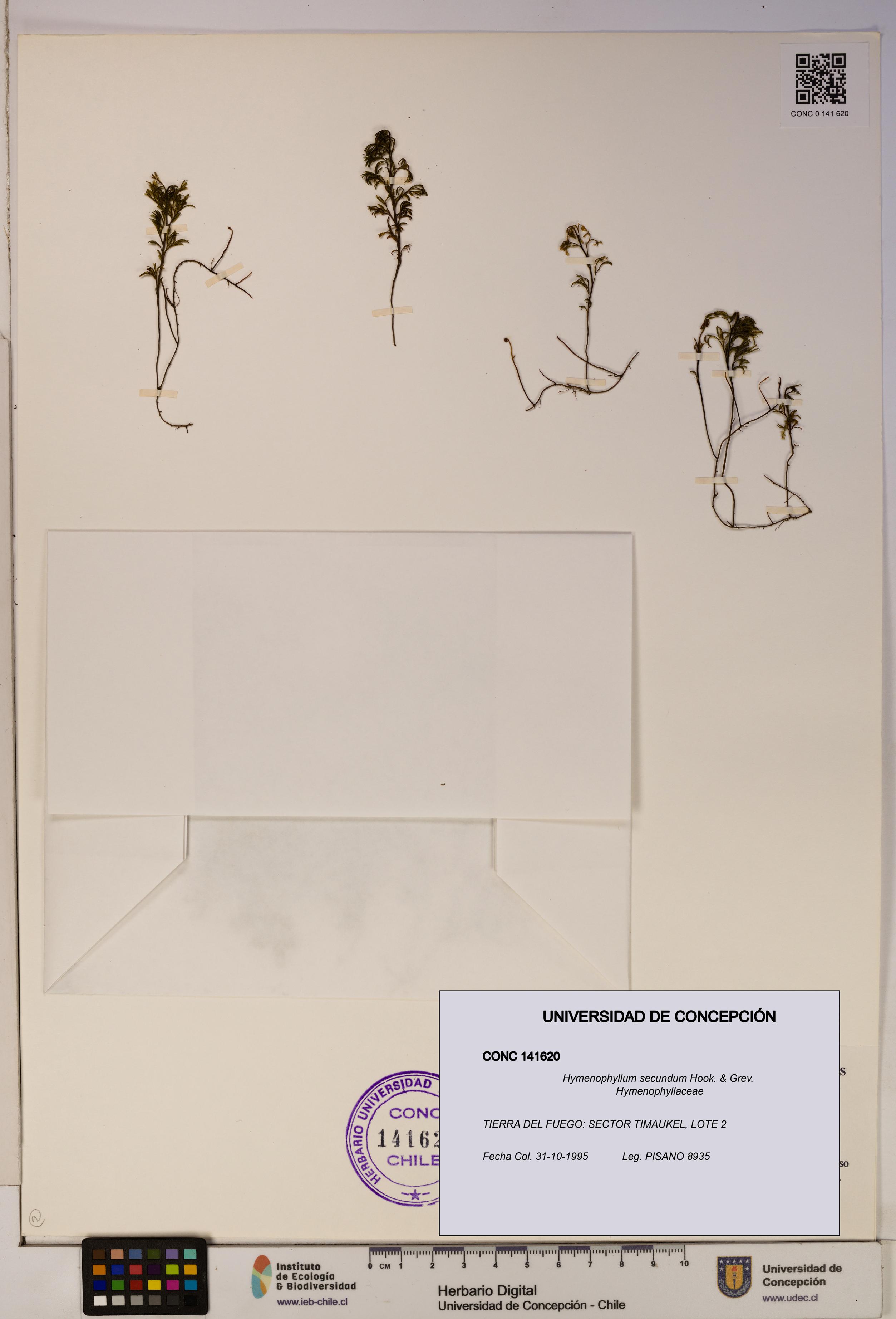 Hymenophyllum secundum [Espécimen: ]