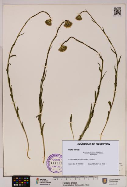 Perezia lactucoides [Espécimen: UDEC:CONC:0141622]