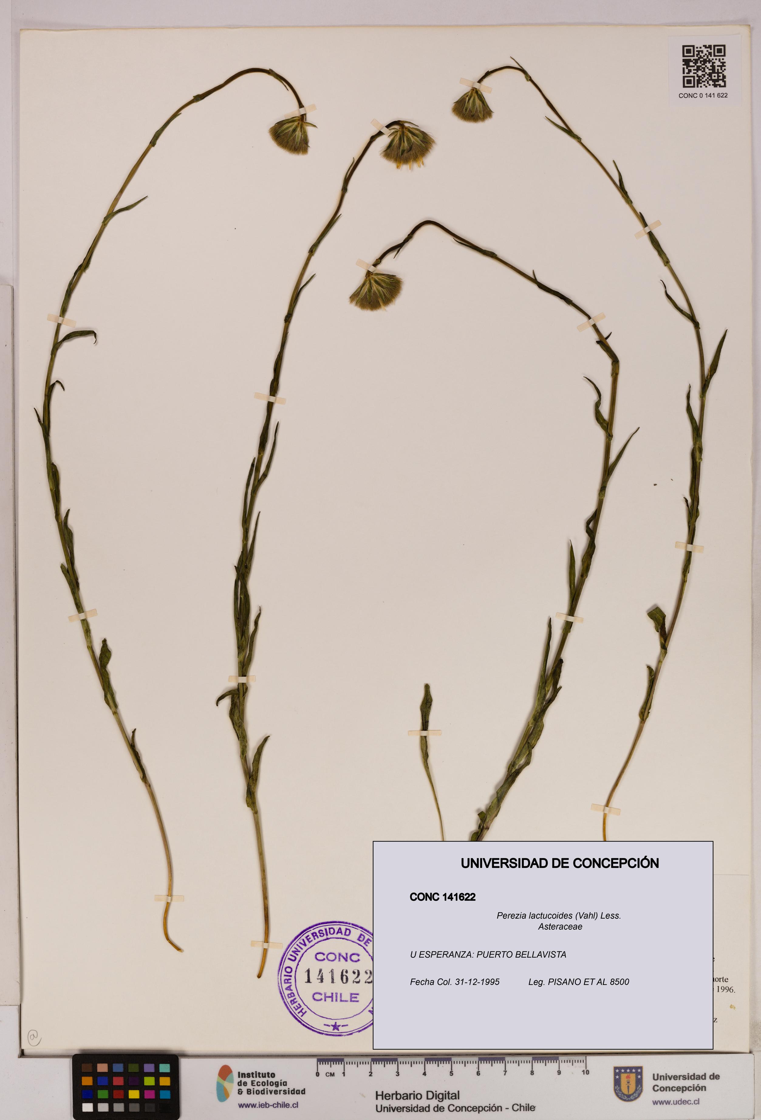 Perezia lactucoides [Espécimen: UDEC:CONC:0141622]