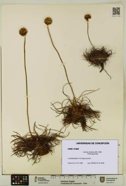 Armeria maritima [Espécimen: UDEC:CONC:0141625]