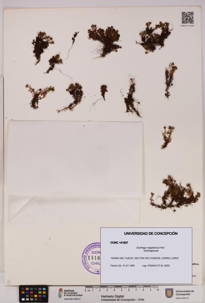 Saxifraga magellanica [Espécimen: UDEC:CONC:0141627]