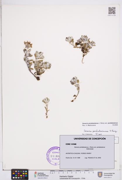 Senecio portalesianus var. portalesianus [Espécimen: ]