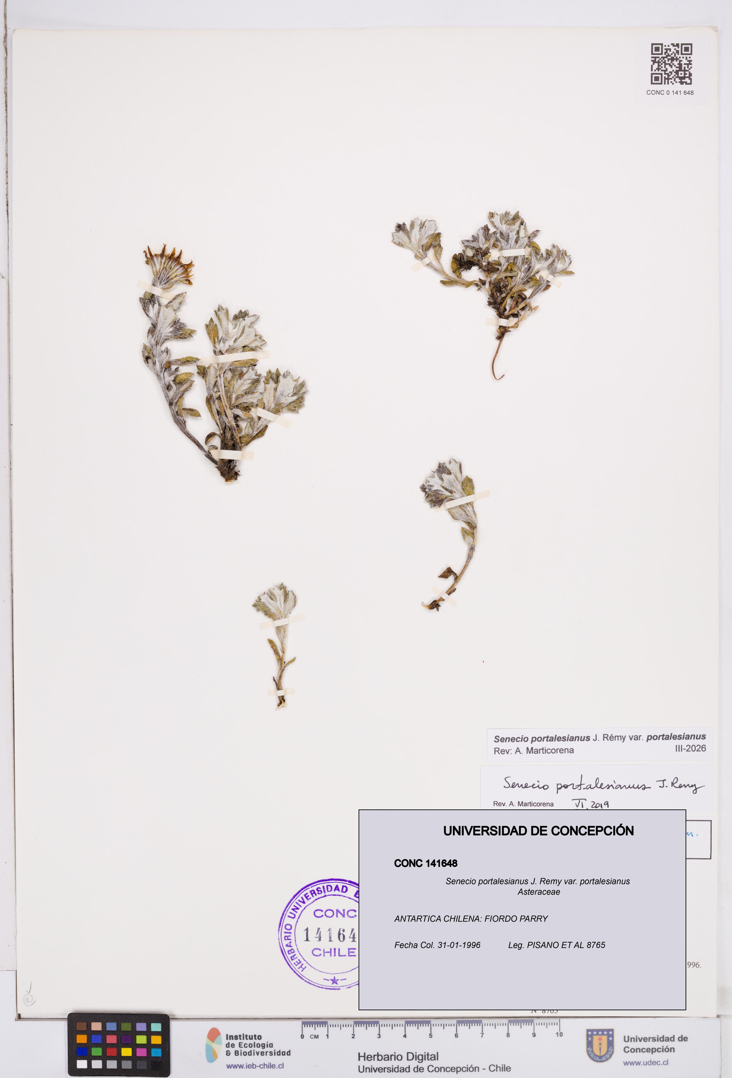 Senecio portalesianus var. portalesianus [Espécimen: ]