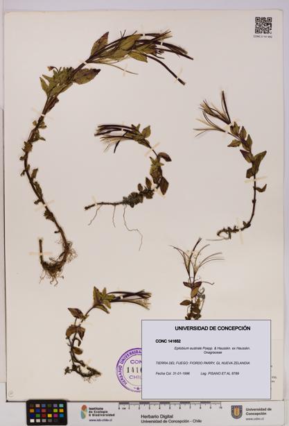 Epilobium australe [Espécimen: UDEC:CONC:0141652]