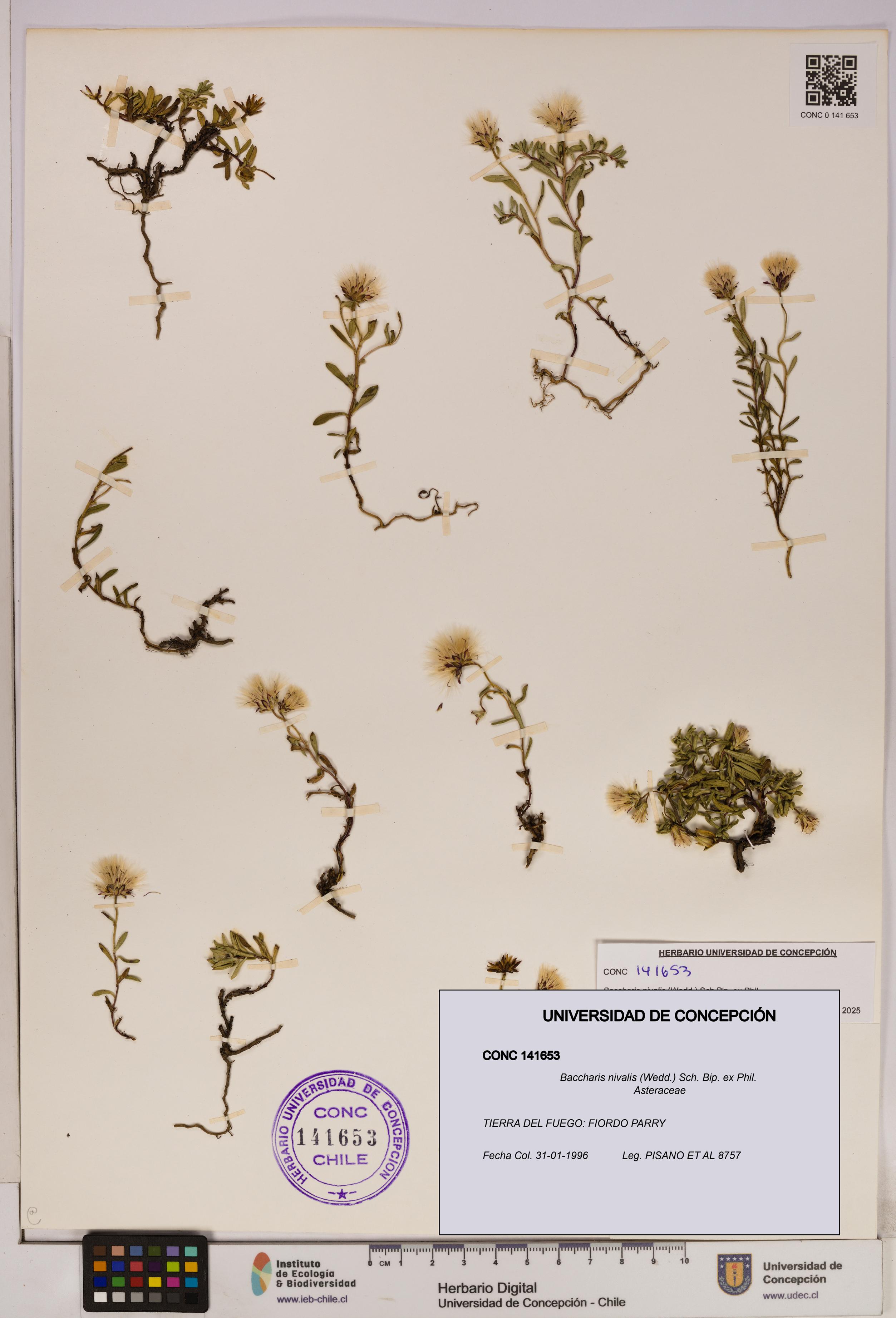 Baccharis nivalis [Espécimen: UDEC:CONC:0141653]