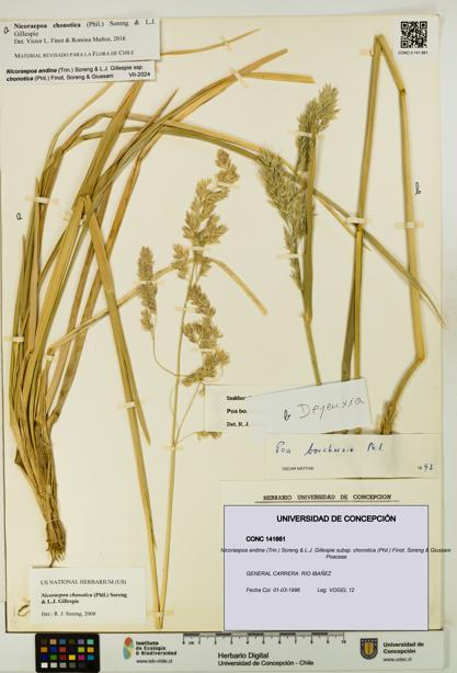 Nicoraepoa andina subsp. chonotica [Espécimen: UDEC:CONC:0141661]