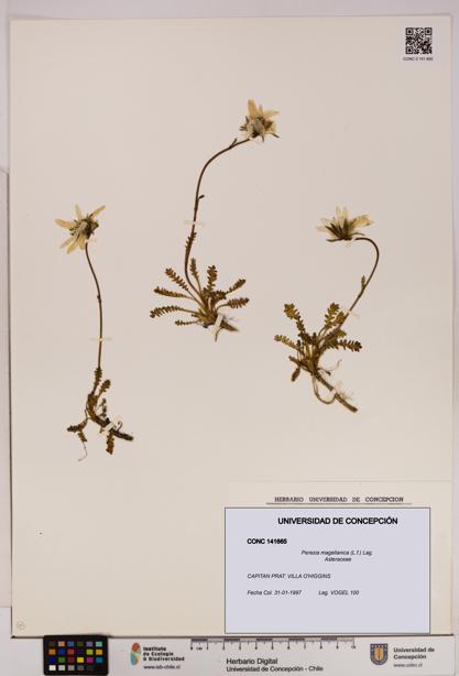 Perezia magellanica [Espécimen: UDEC:CONC:0141665]