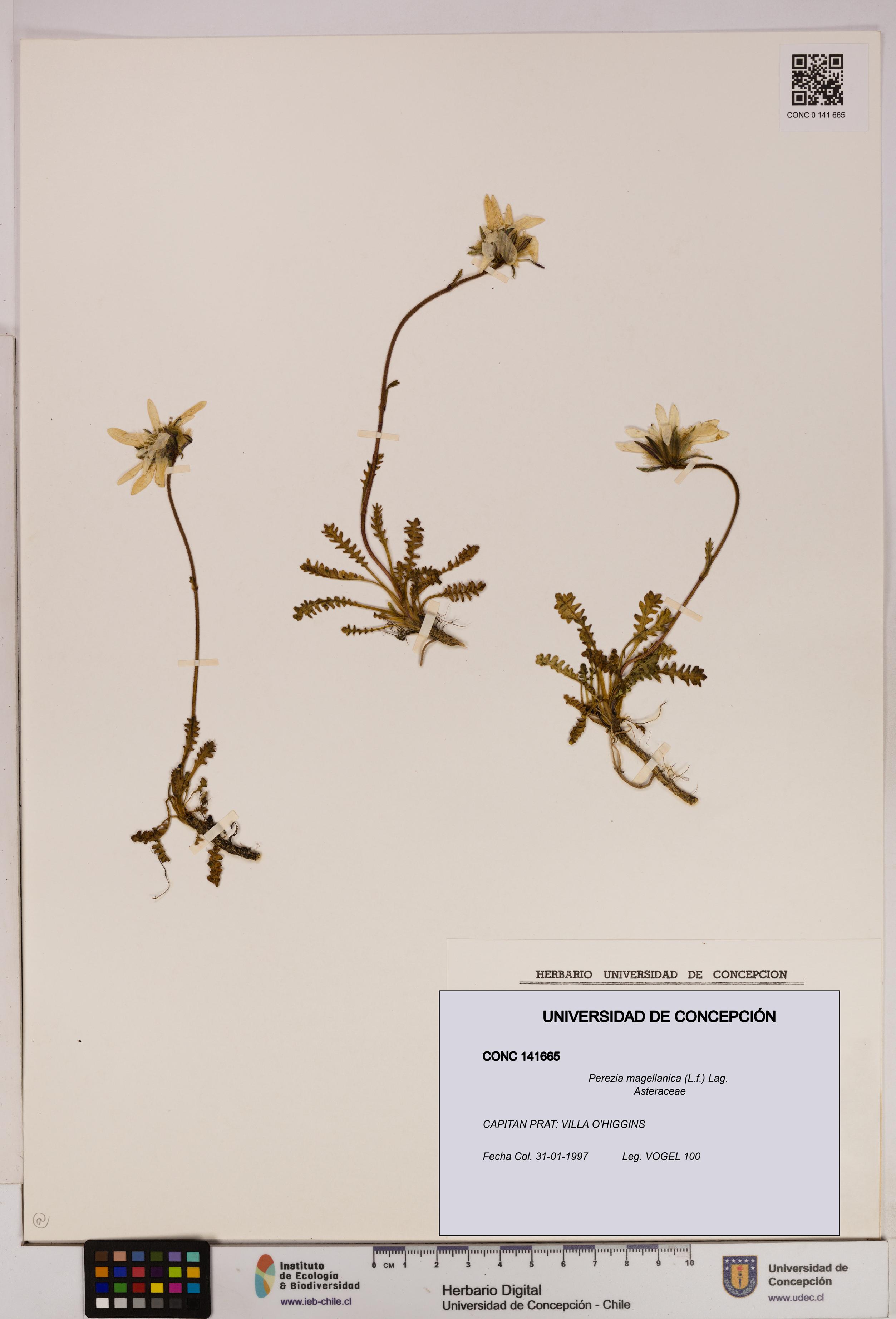 Perezia magellanica [Espécimen: UDEC:CONC:0141665]