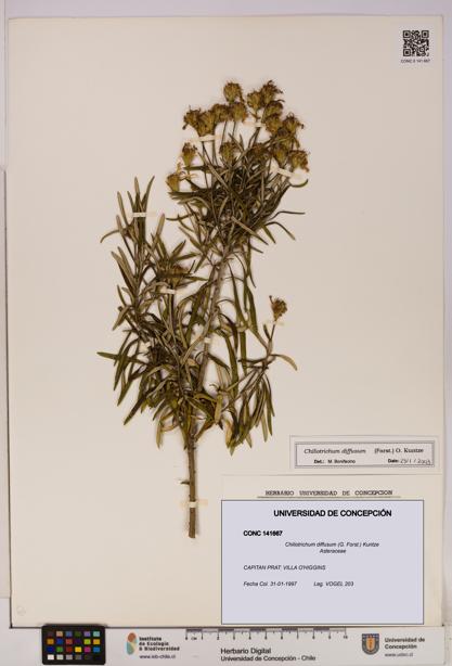 Chiliotrichum diffusum [Espécimen: UDEC:CONC:0141667]