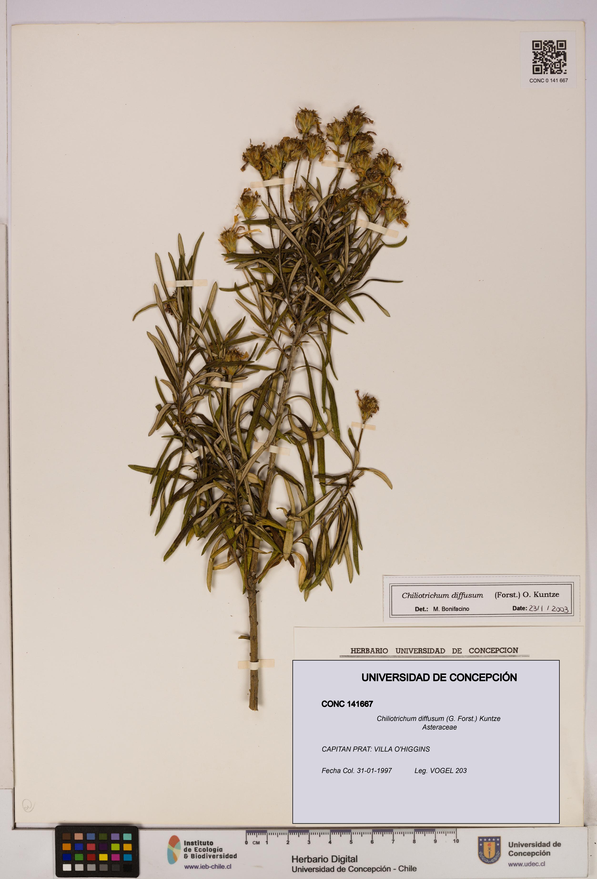 Chiliotrichum diffusum [Espécimen: UDEC:CONC:0141667]